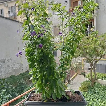 Il Grande Blu Apartment