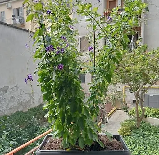 Il Grande Blu Apartament